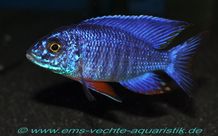 Aulonocara stuartgranti 'Cobwe'